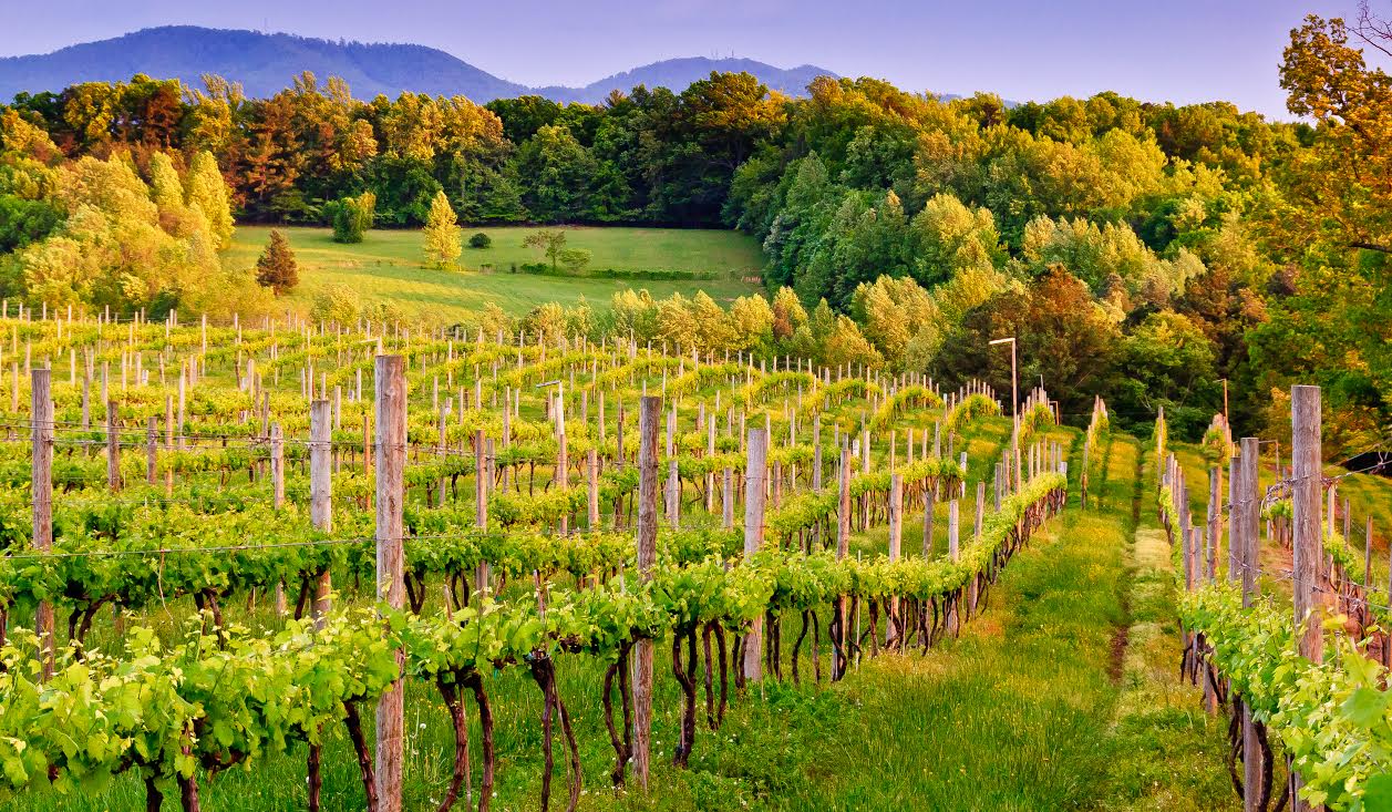 Vineyard at Sunset
